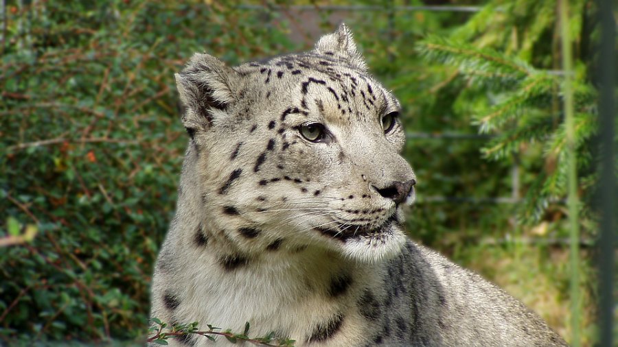 sneleopard